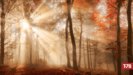Thanksgiving to God who daily bears us up