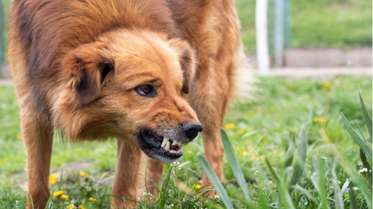 What Will Give Them Hope When the Dog Bites?