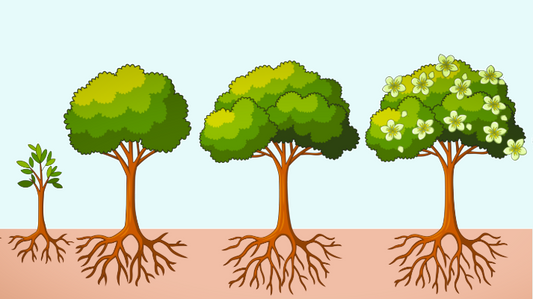 Family Discipleship by Life Stage: Faithful Steps from Birth to Adulthood