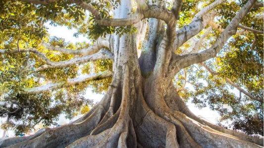 Small Investments and Oaks of Righteousness