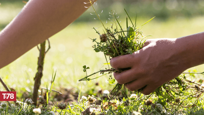 A Year of Weeds or Fruitfulness? An Invitation to Diligently Pursue Children’s Discipleship this Year